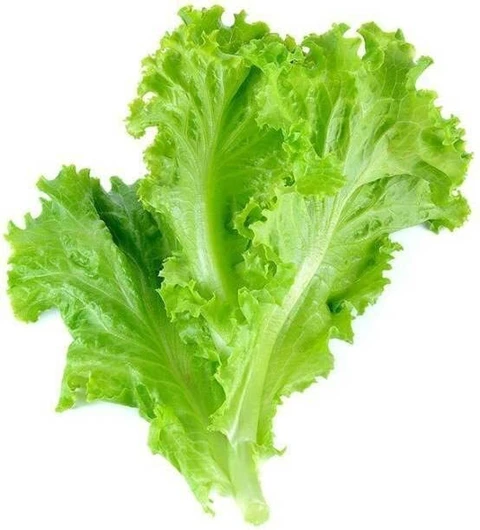 Salad Patta (सलाद पत्ता)